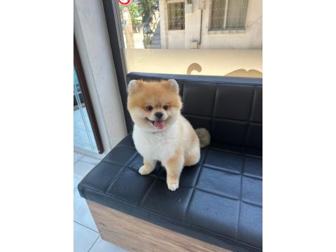Ayı surat çift testis eşleşme tecrübeli pomeranian
