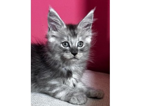 Türkiyenin tek tescilli şampiyonundan maine coon