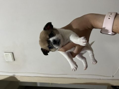 1 aylık chihuahua yavrular