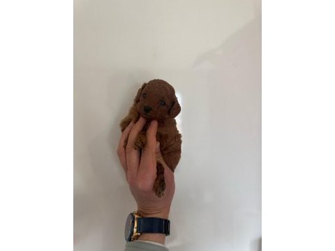 Kore poodle erkek yavru