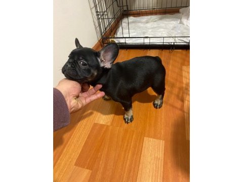 Black tan french bulldog