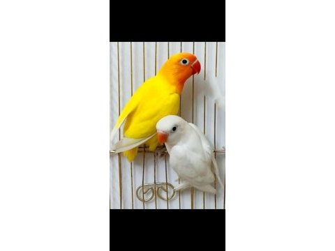 Lutino albino cennet papağanı
