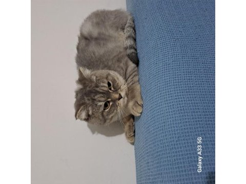7 aylık dişi uysal scottish fold