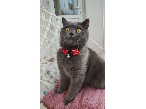 British short hair erkek kedim