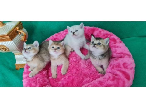 British shorthair çok oyuncu evcilmen yavrular