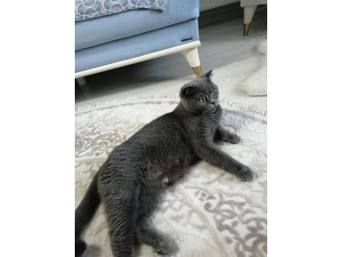Kendi scottish fold yavrularımız