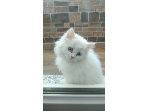 2 aylık dişi british longhair