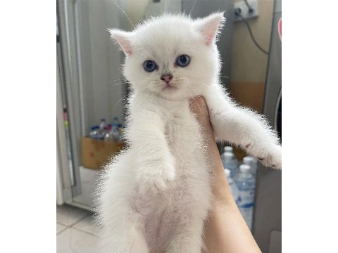 British shorthair yavruları