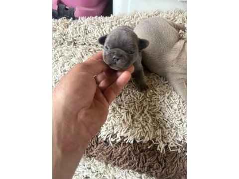 Egzotic french bulldog yavrular