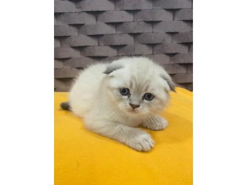 Safkan blue point scottish kediler