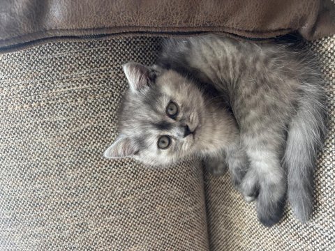 British shorthair kedisi