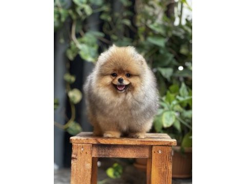 Mersin pomeranian boo yavru