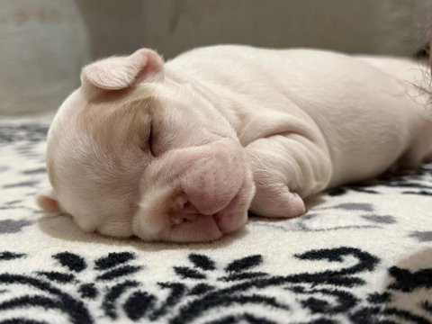 French bulldog yavrularımız
