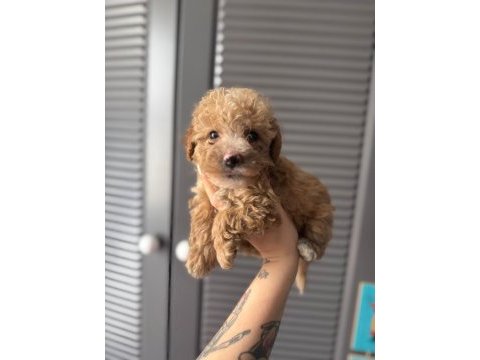 Sevimli maltipoo yavrularımız