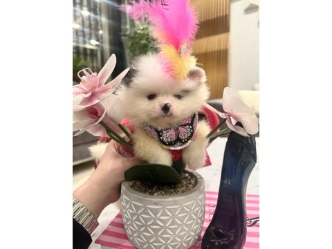 Mavi gözlü pomeranian prenses kızımızla tanışın