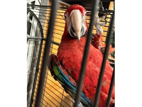 Red green macaw papağanı