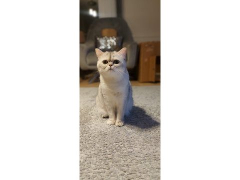 British shorthair prenses