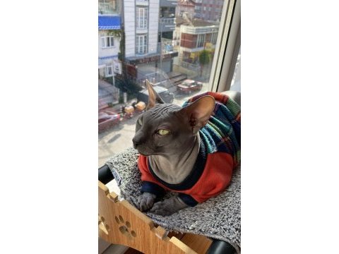 Sfenks oğluma dişi arıyoruz
