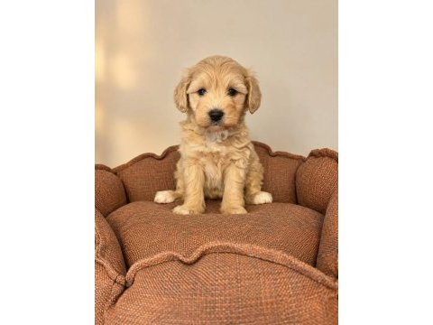 Babyface maltipoo yavrularımız