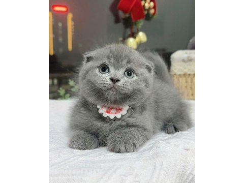 Top kafa scottish fold yavru