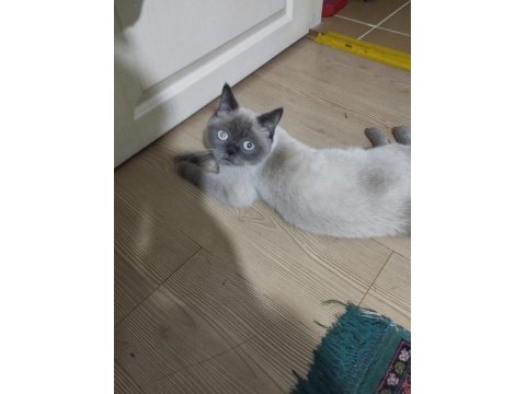 British shorthair blue point dişi 1 yaşında
