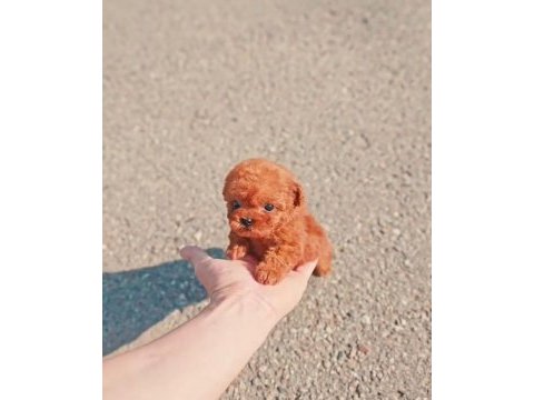 Orjinal safkan tuvalet eğitimli poodle bebekler