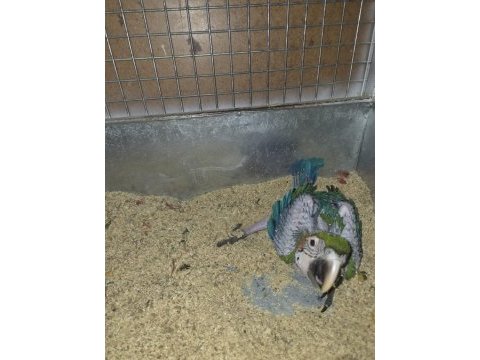 Orman bakanlığı belgeli yavru evcil harlequin macaw