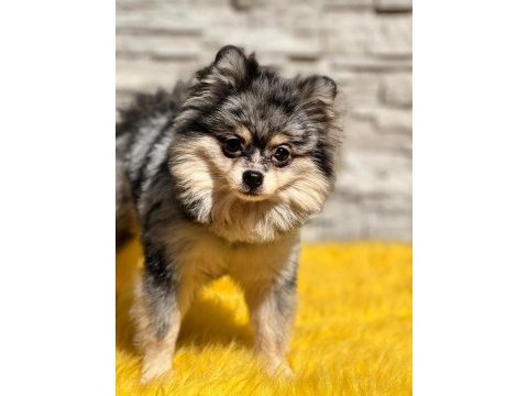 Pomeranian boo köpekleri