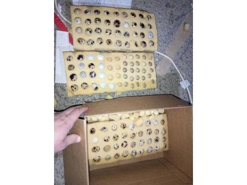 Kuluçkalık bıldırcın yumurtası (7 çeşit)