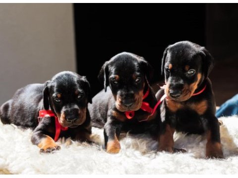 Asil doberman yavrularım