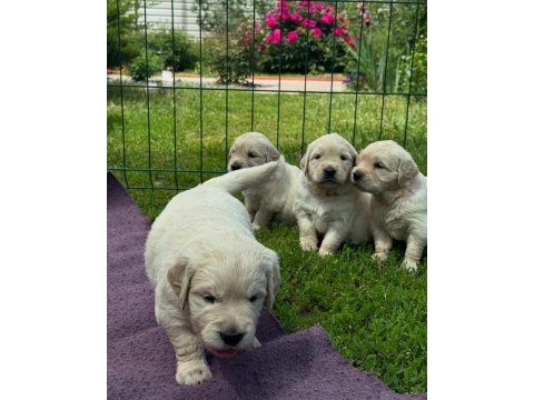 Golden retriever kapıda ödeme hizmetimiz vardır