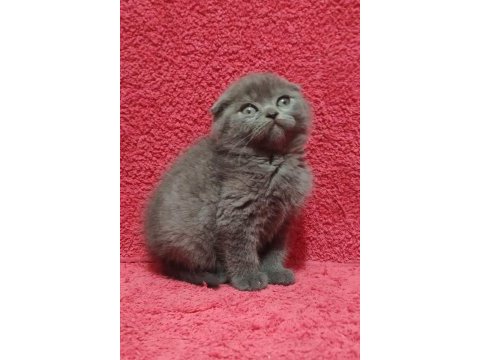 A++ kalitede safkan top kafa sıfır kulak blue scottish fold