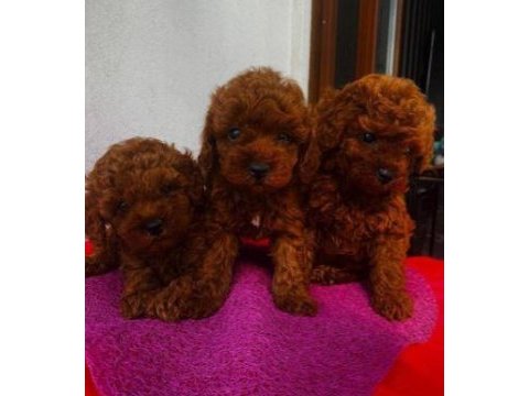Elit patiler farkıyla toy poodle yavrular