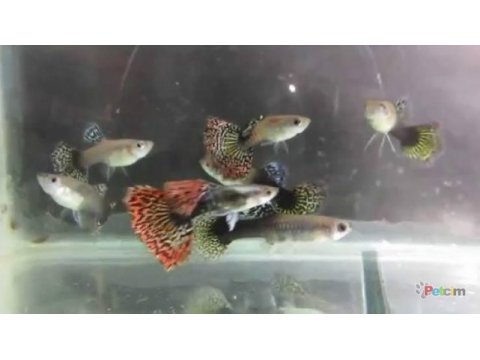 Üreticiden yerli lepistes