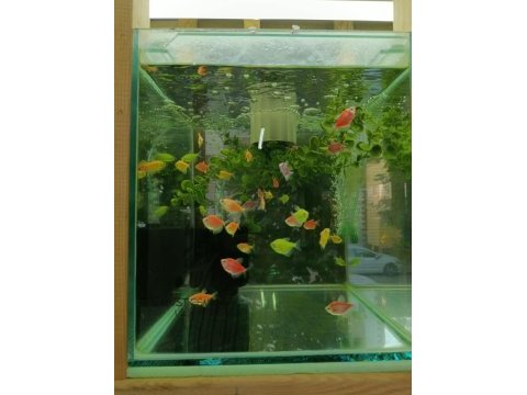 Gardenya petshop tum canlı doguran cesıtleri magazamızda