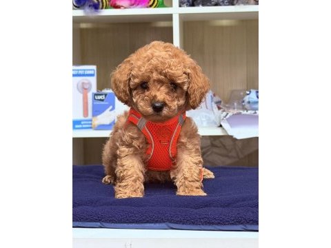 Sıfır numara toy poodle