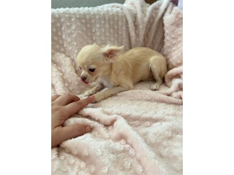 Gülen surat chihuahua (şivava) kızımız