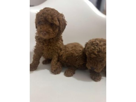 İki aylık erkek toy poodle yavrularım teslime hazırdır