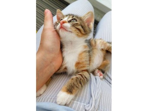 Sokaktan kurtulan 2 kardeş kediye acil yuva