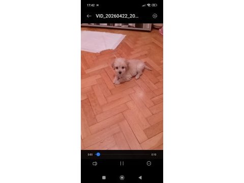 Eğitimli teacup maltipoo