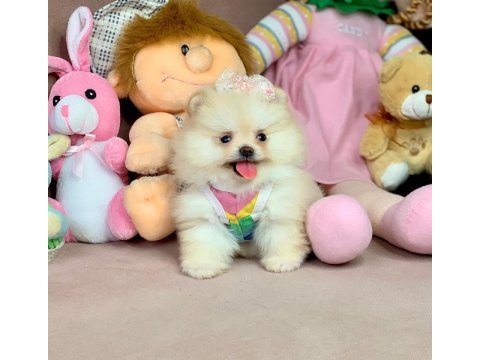 Pomeranian boo ayıcık surat