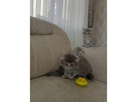 4 adet 50 günlük yavru scottish fold