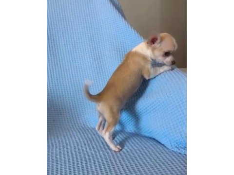Son 3 chihuahua yavrum