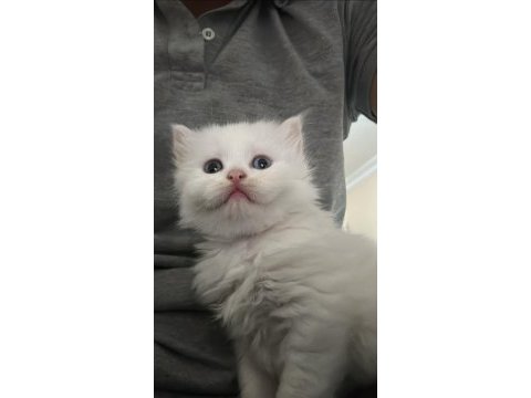 2 buçuk aylık british longhair yavru kediler