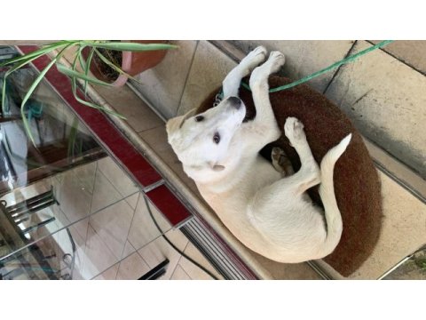 Köpeğimiz güneş için yuva arıyoruz