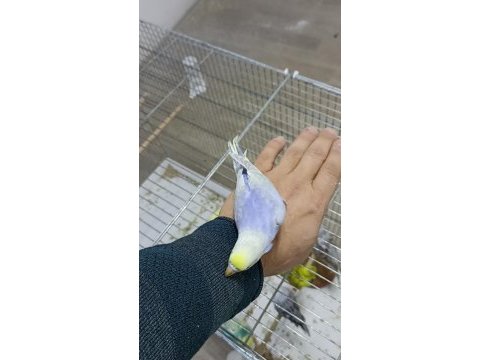 Alıştırmalık rainbow muhabbet kuşu yavrular