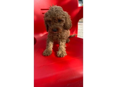 Poodle bebekleri