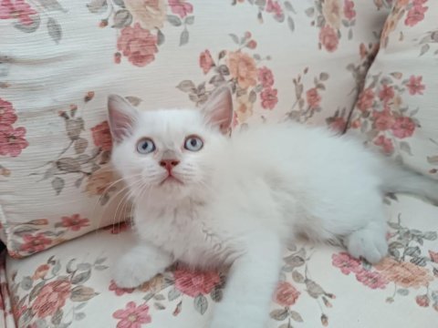 British blue point pamuk kızımız