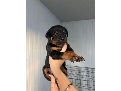 Rottweiler yavrular
