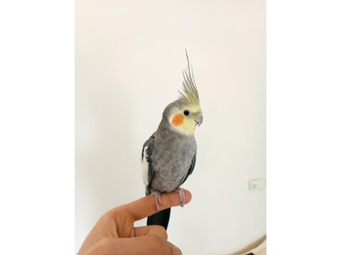 10-12 aylık erkek sultan papağanı